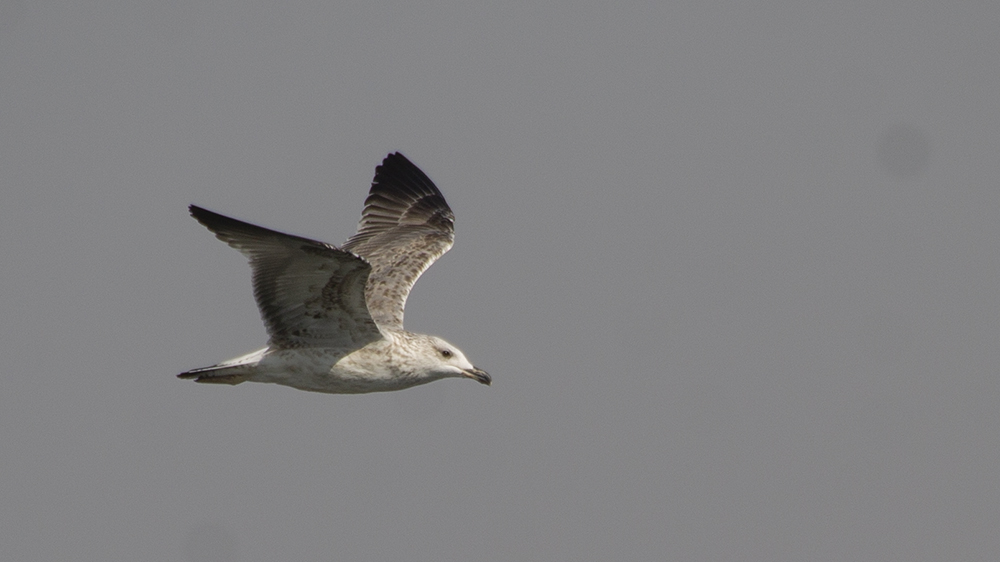 Mew Gull